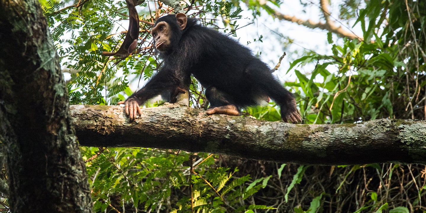 Photo-1.-Juvenile-chimpanzee-in-NNNP-Congo-Kyle-de-Nobrega