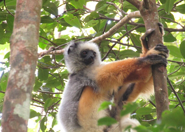 Lemur’s lament, balancing conservation